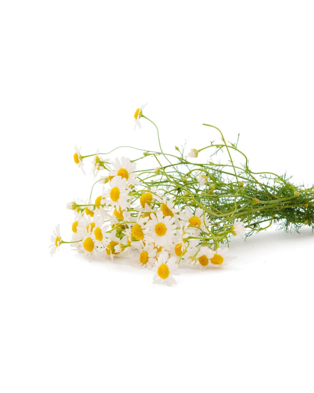 Chamomile (Roman) Essential Oil