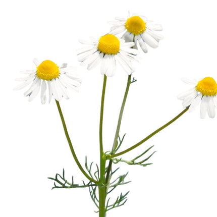 Chamomile (German) Essential Oil