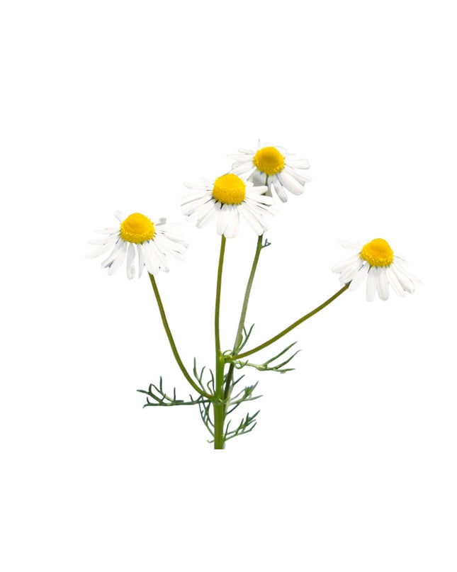 Chamomile (German) Essential Oil
