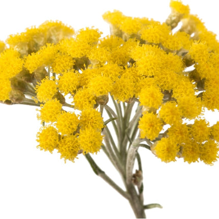 Helichrysum Essential Oil