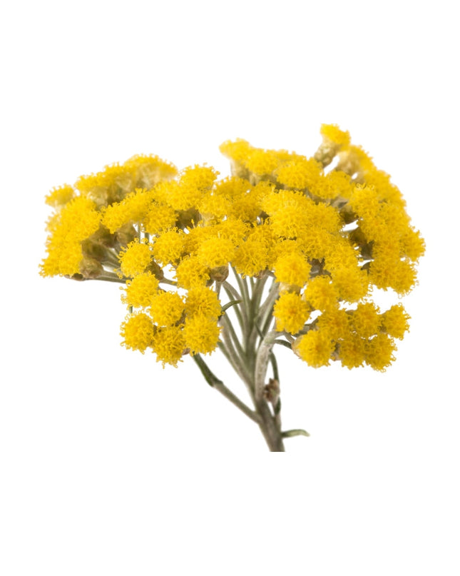 Helichrysum Essential Oil