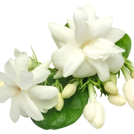 Jasmine Essential Oil