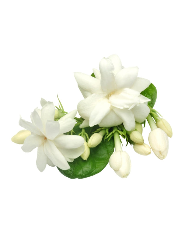 Jasmine Essential Oil