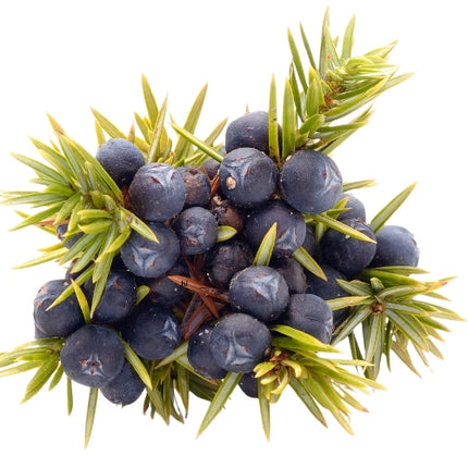 Juniper Berry Essential Oil