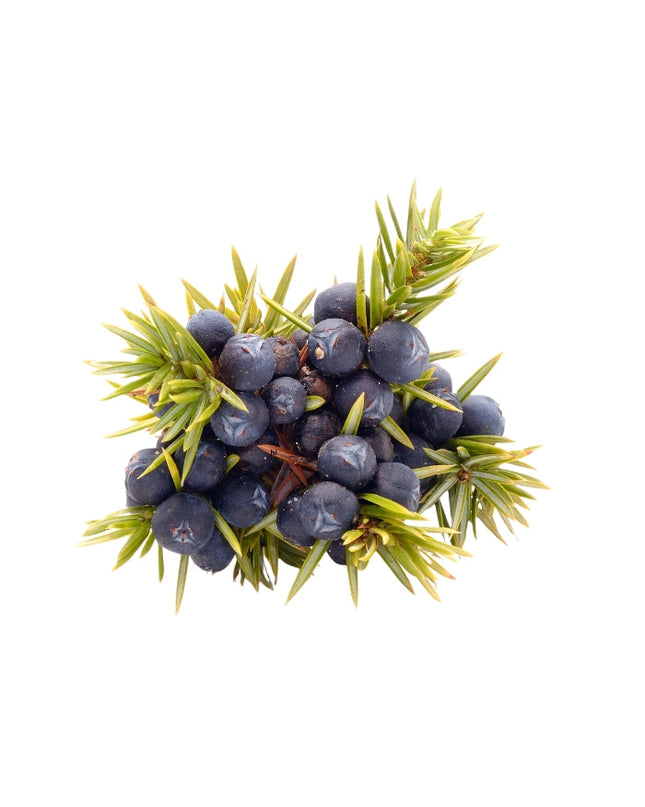 Juniper Berry Essential Oil