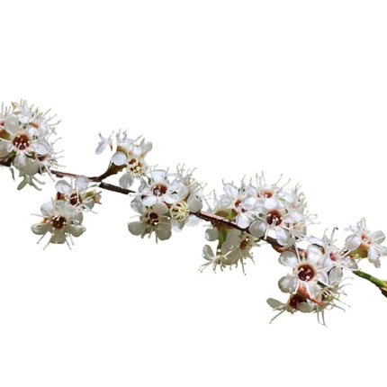 Kānuka Essential Oil