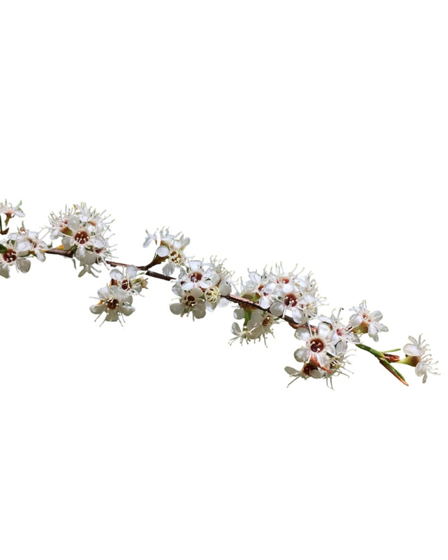 Kānuka Essential Oil