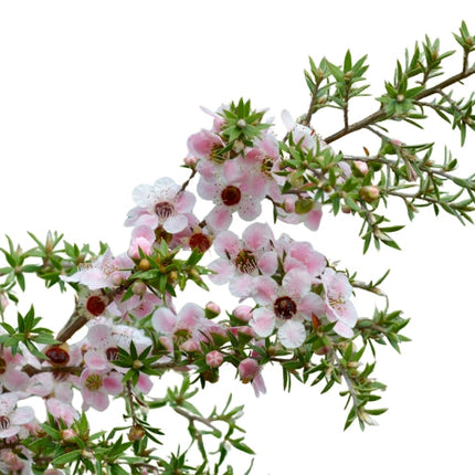 Manuka Essential Oil