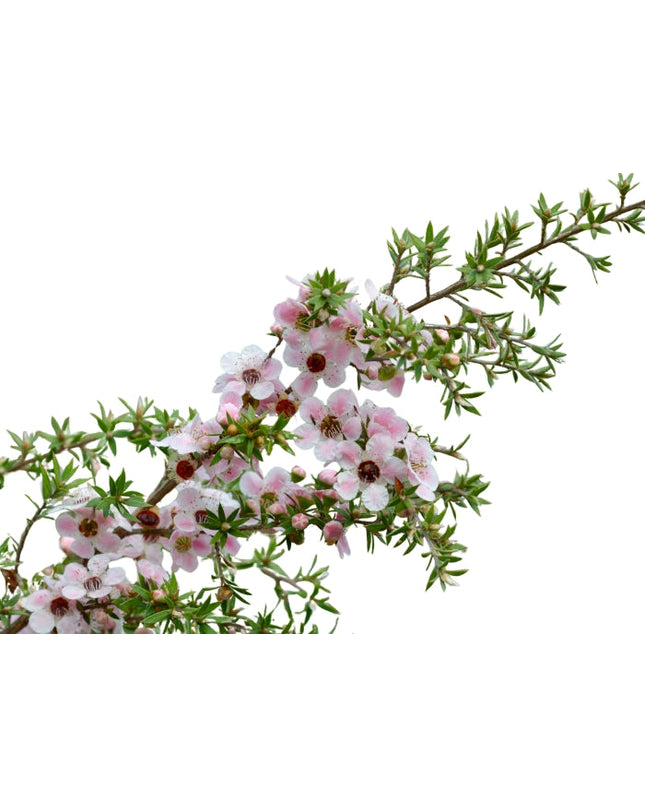 Manuka Essential Oil