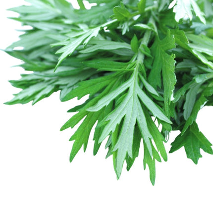 Mugwort Essential Oil