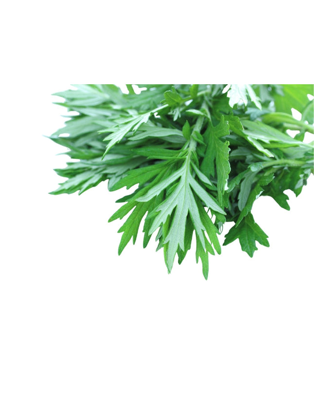 Mugwort Essential Oil