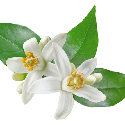 Neroli Essential Oil
