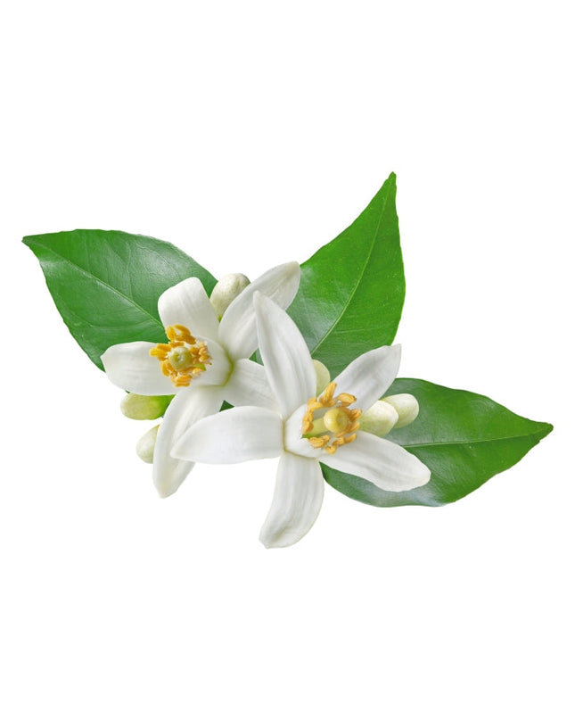 Neroli Essential Oil