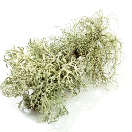 Oakmoss Essential Oil