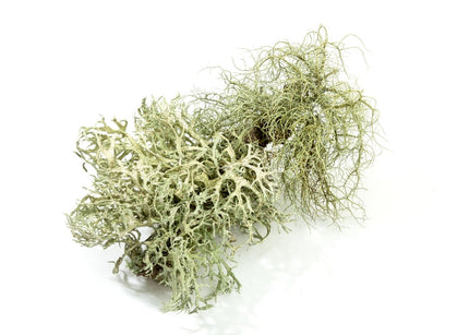 Oakmoss Essential Oil