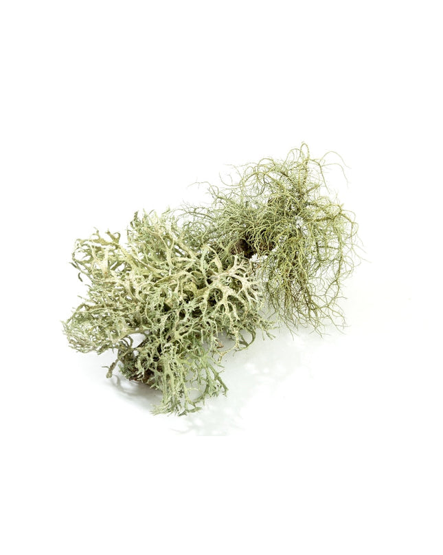 Oakmoss Essential Oil