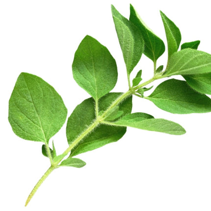 Oregano Essential oil