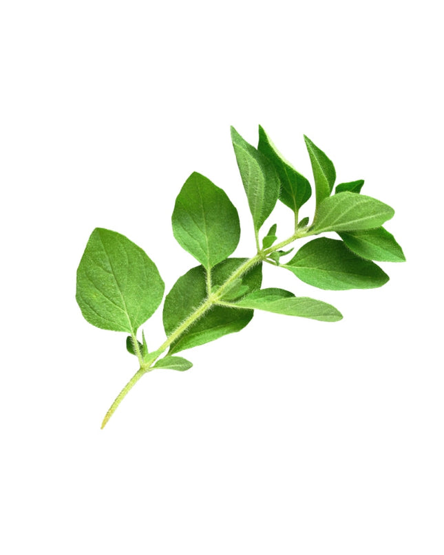 Oregano Essential oil