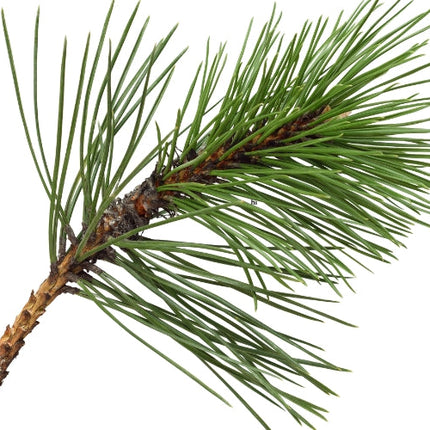 Pine Essential Oil