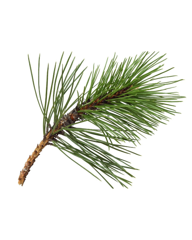 Pine Essential Oil