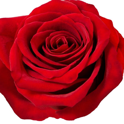 Rose Essential Oil