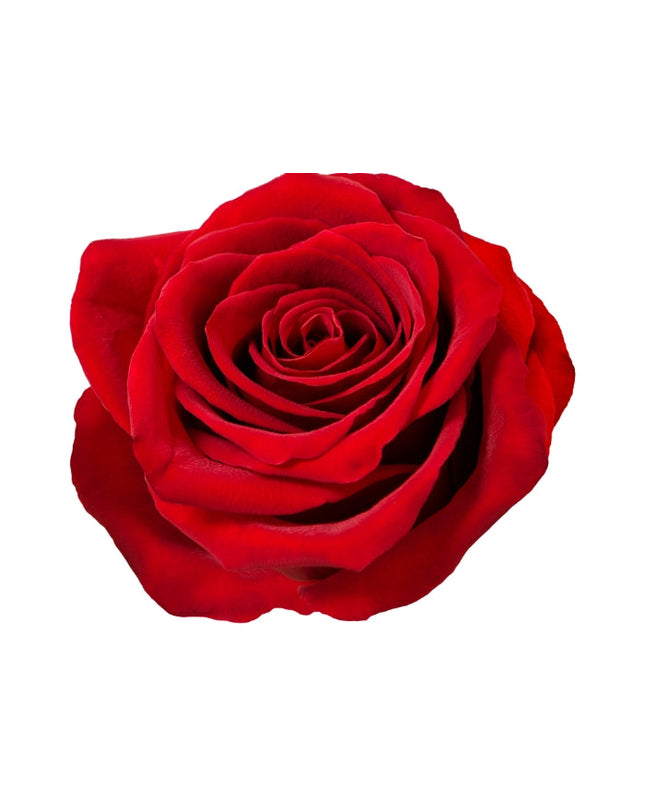 Rose Essential Oil
