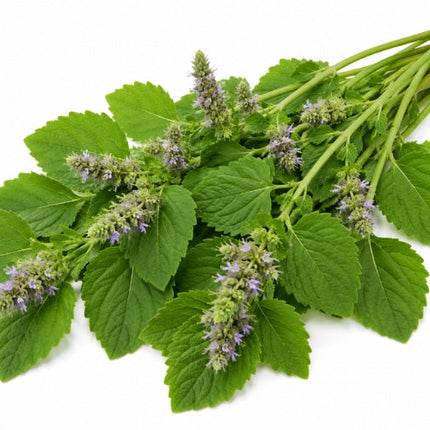 Patchouli Essential oil