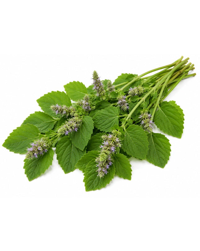 Patchouli Essential oil