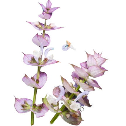 Clary Sage Essential oil