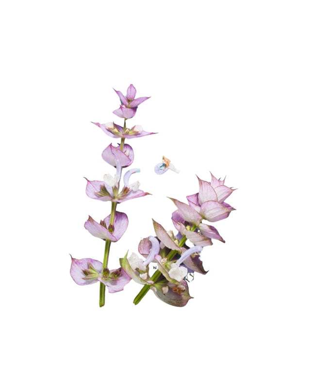 Clary Sage Essential oil