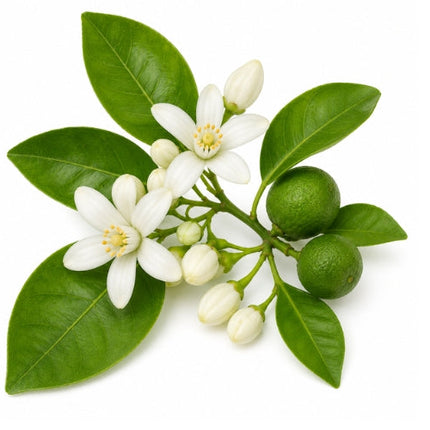 Petitgrain Essential Oil