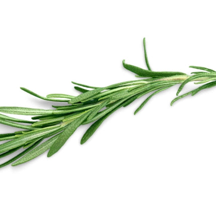 Thyme (white) Essential oil