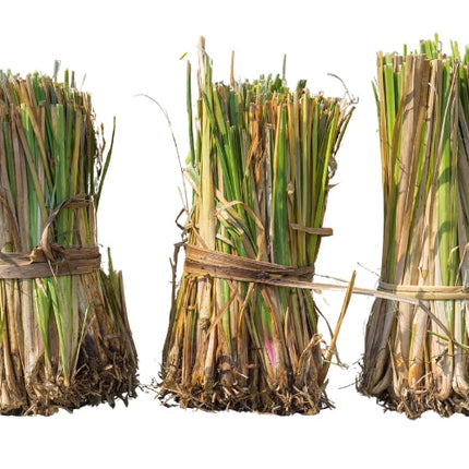 Vetiver Essential Oil