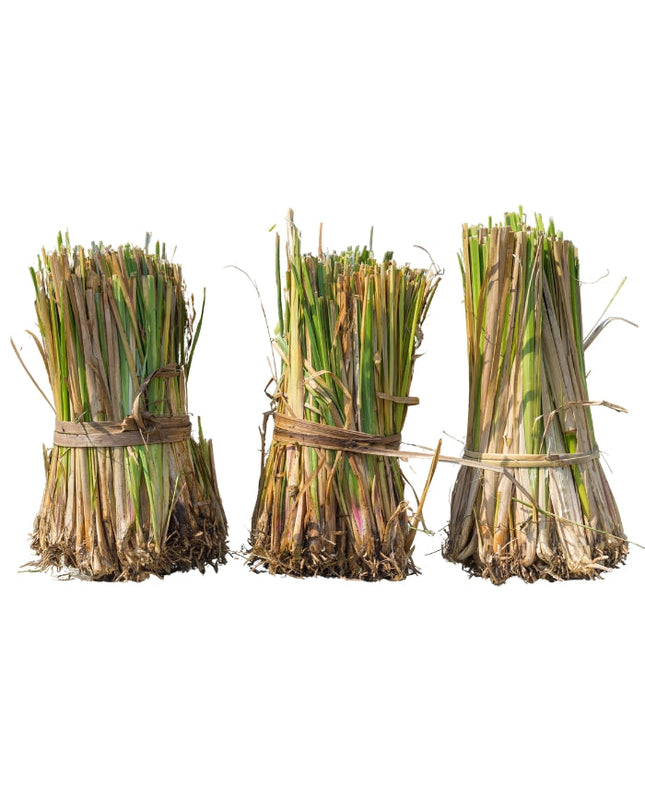 Vetiver Essential Oil