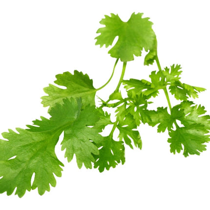 Coriander Essential Oil