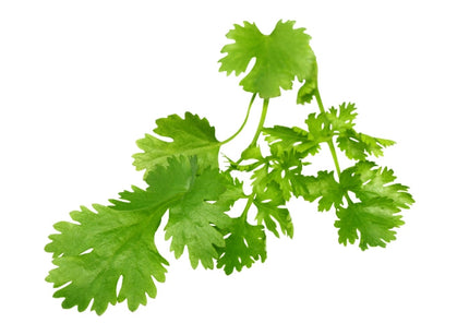 Coriander Essential Oil