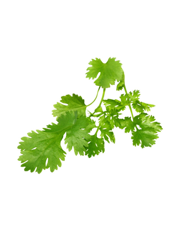 Coriander Essential Oil