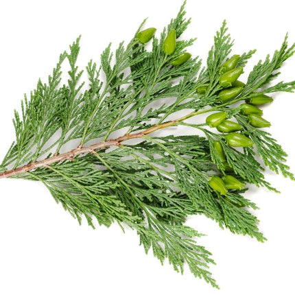 Cypress Essential Oil