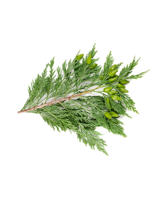 Cypress Essential Oil