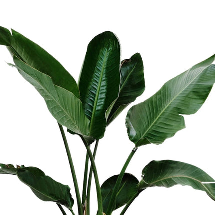 Davana Essential Oil