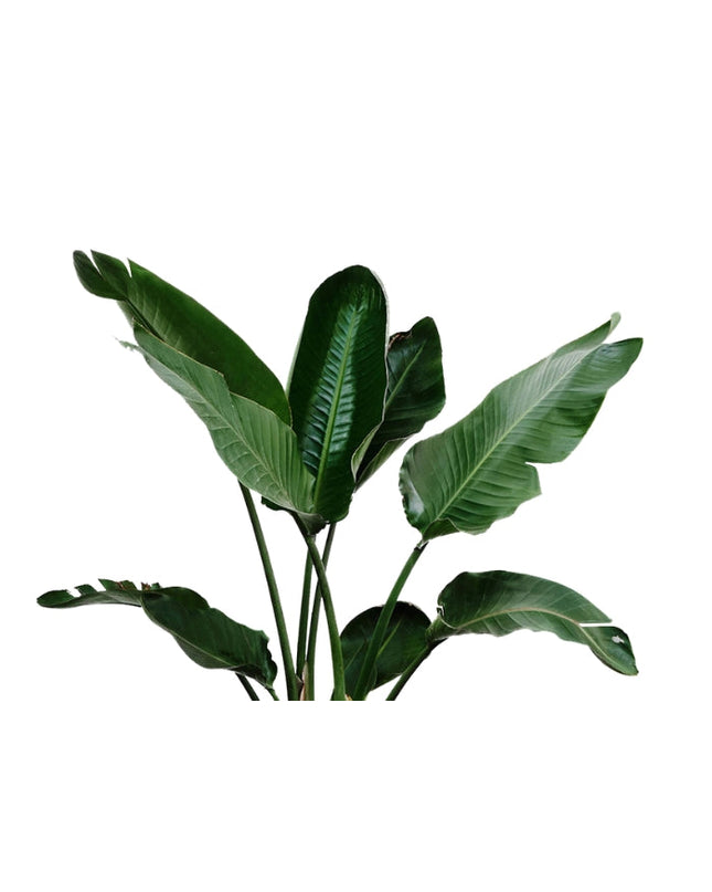 Davana Essential Oil