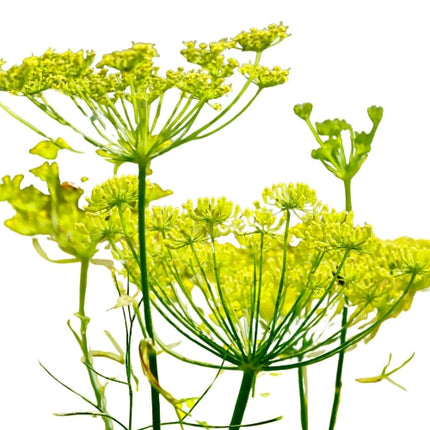 Fennel Essential oil