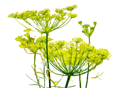 Fennel Essential oil