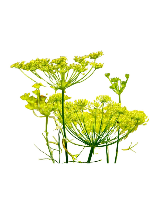 Fennel Essential oil