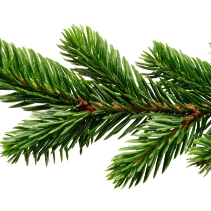 Fir Needle Essential Oil
