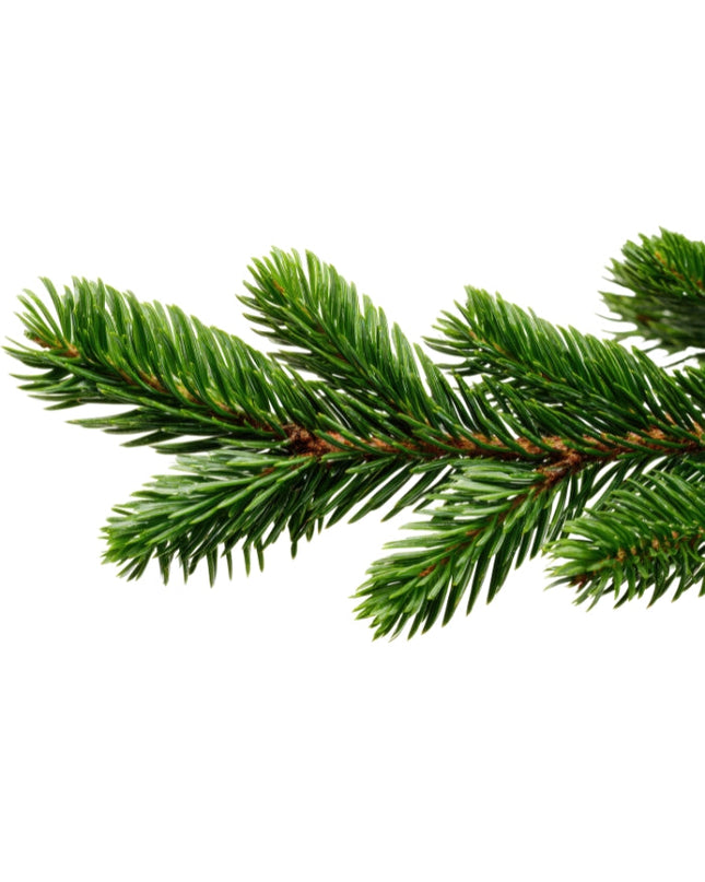 Fir Needle Essential Oil
