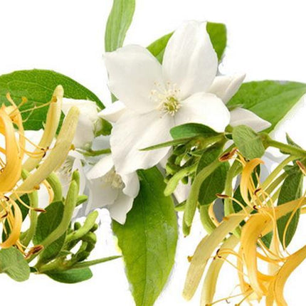 honeysuckle-jasmine_S1HWIMM8XY7R.jpg