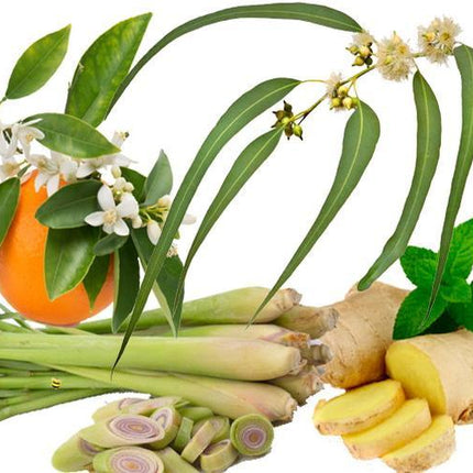 lemongrass-ginge_S1WDGONUOPSH.jpg