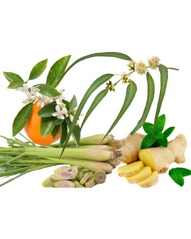 lemongrass-ginge_S1WDGONUOPSH.jpg