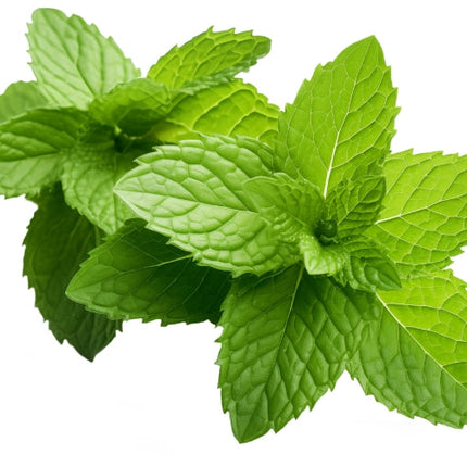 Peppermint Essential Oil